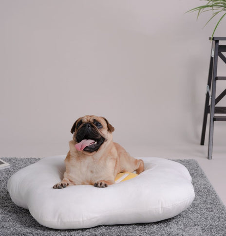 Poached Egg Pet Nest