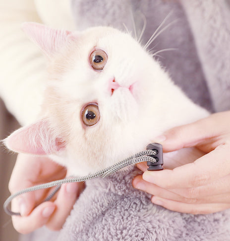 Casual outing pet backpack