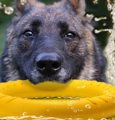 Pet Frisbee EVA Training Ring Puller